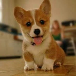 I love all cute puppies.