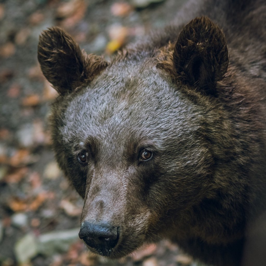 Baptissimo's profile picture. 