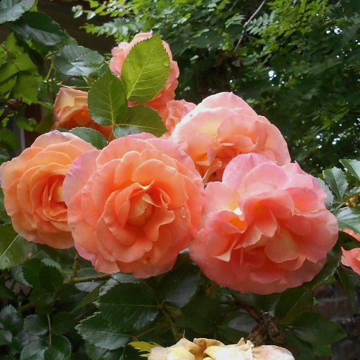 HayesSnow's profile picture. 