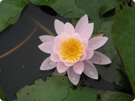 elapis's profile picture. 