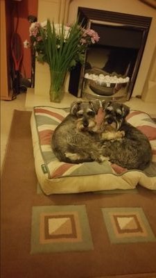 rufusandnelson's profile picture. 2 schnauzer boy's living a dog's life