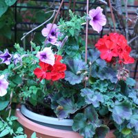 Bolty’s Mom (@agnesella2) 's Twitter Profile Photo