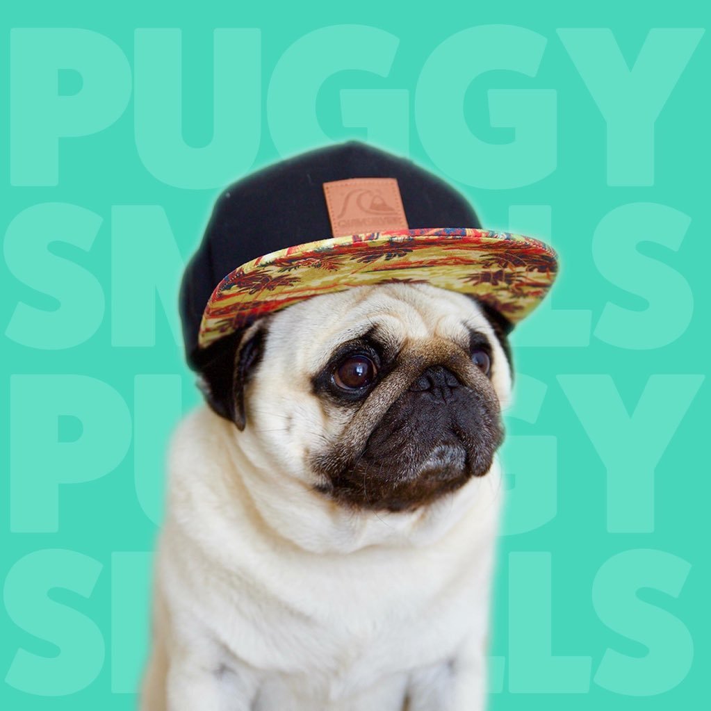 I didn’t choose the Puglife, the Puglife chose me.