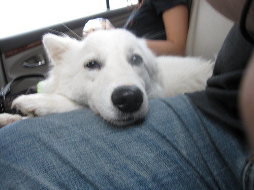 My name is Happy. I'm a young female Japanese Spitz, cute, fluffy, and naughty sometime. I live in Phuket, Thailand.