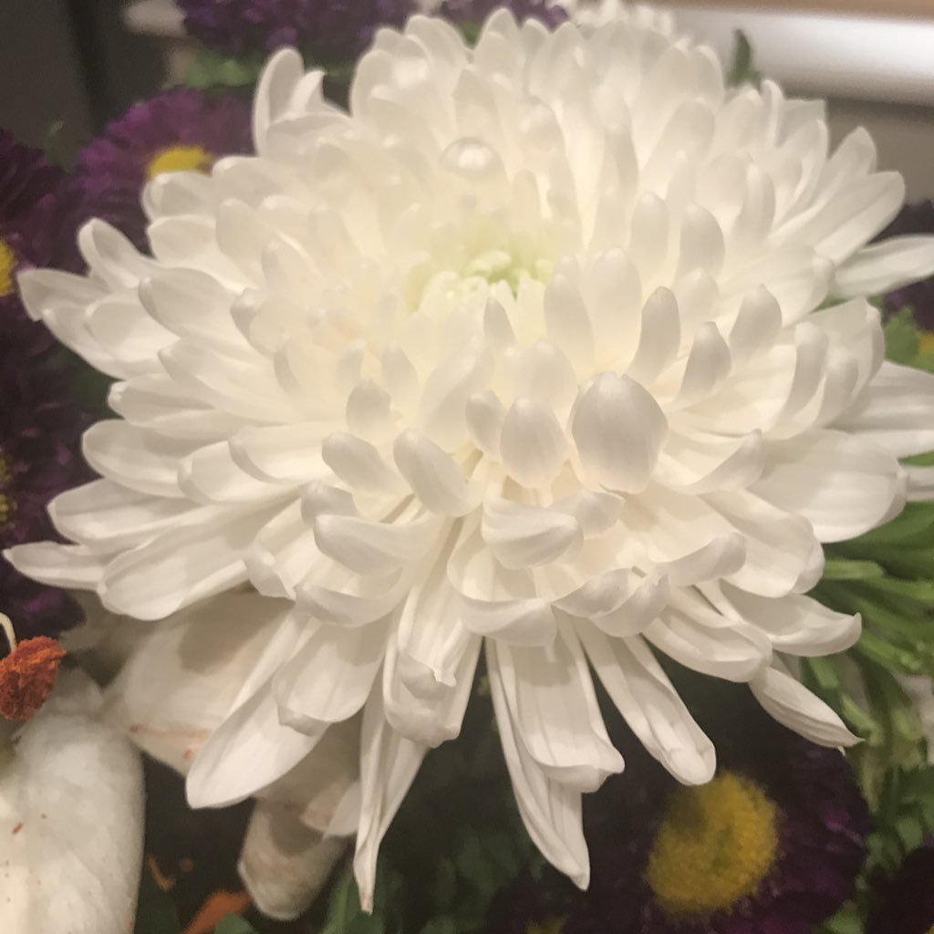 jenwilli18's profile picture. ❤️🎀🥓🍷👨‍👩‍👧‍👦👠and otters