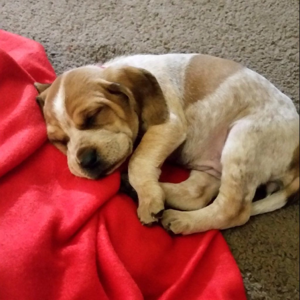 redtick coonhound for sale