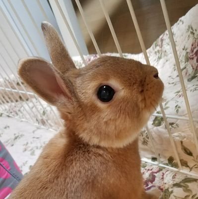 ai_mcty's profile picture. 2歳児の子育て中👶🌟
動物と相撲が好き🐰