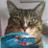tangncallie's profile image