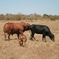 Makera Cattle Co. (@makera_cattle) 's Twitter Profile