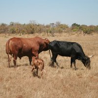 Makera Cattle Co.(@Makera_Cattle) 's Twitter Profileg