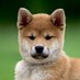 Yosh ! (@crudoisabelle) Twitter profile photo Yosh ! (@crudoisabelle) Twitter profile photo