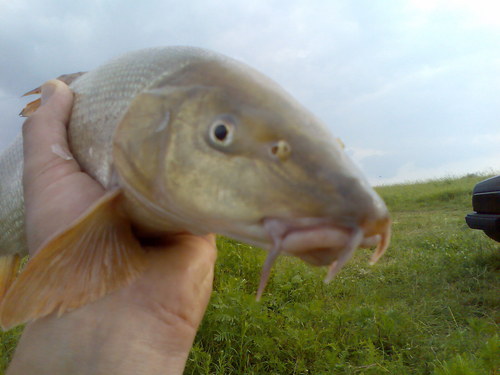 Barbel1's profile picture. 