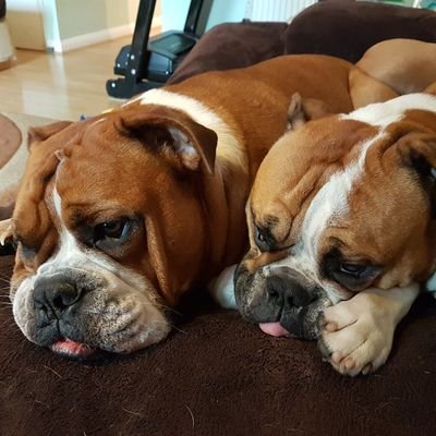 we are 2 brothers who are 4 yrs old we are victoriana bulldogs very friendly and mum spoils us all the time we are having sooooo much fun xxxxx