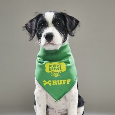 Official twitter page for animal lover. Follow for see animals lovely videos. Role playing account. Parody account we don't own the content posted.