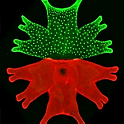 Molecular Biology and Biotechnology, Newcastle University, UK. 19 academic research groups working with plants, microbes and invertebrates.