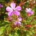 Geranium Trust (@geranium_trust) Twitter profile photo Geranium Trust (@geranium_trust) Twitter profile photo