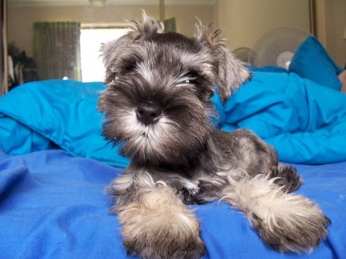 Hugo & Chase are busy mini schnauzers. Come follow!  Puppy Dog fun