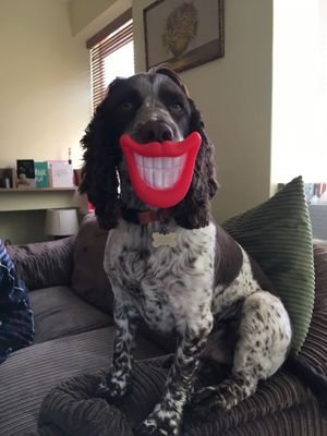 I'm half Cocker
I'm half Springer
I'm all awesome