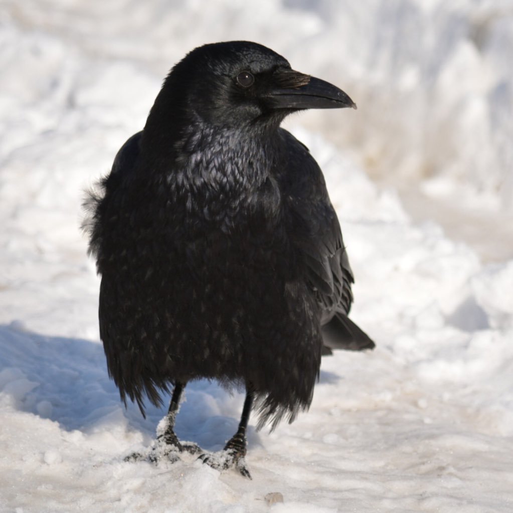 生き物が好き。カメラも好き。主に北摂で野鳥を見ています。