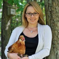 Murano Chicken Farm(@MuranoHatchery) 's Twitter Profile Photo