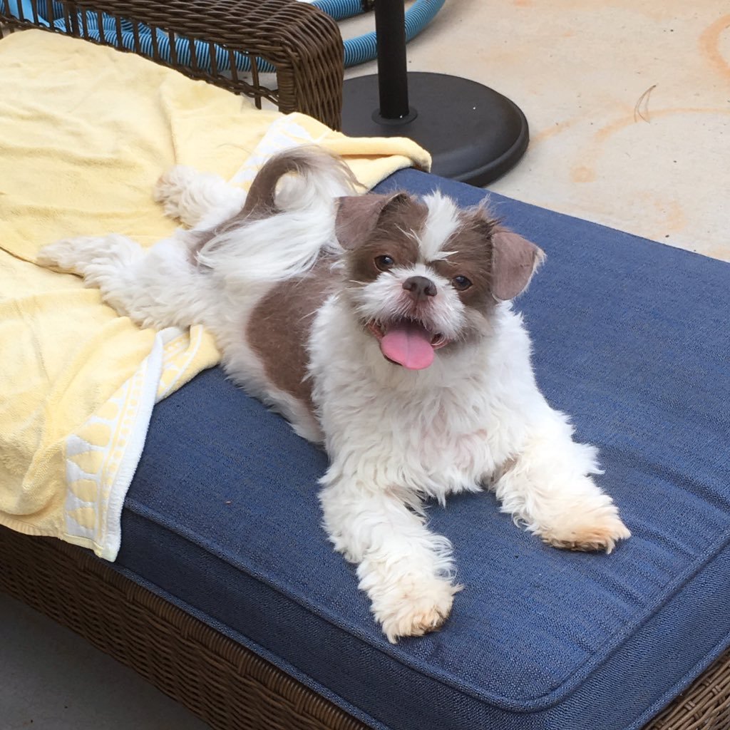 @BarkleytheTzu