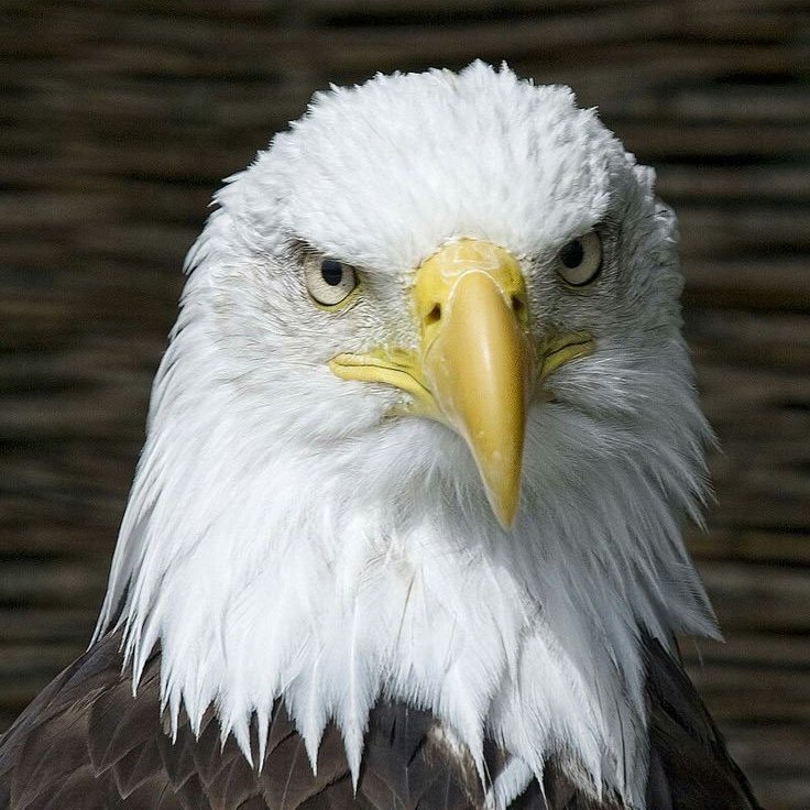 LettAssassins's profile picture. TO ALL Juniors and Seniors @ RHS in the fine arts department. GOOD LUCK!!