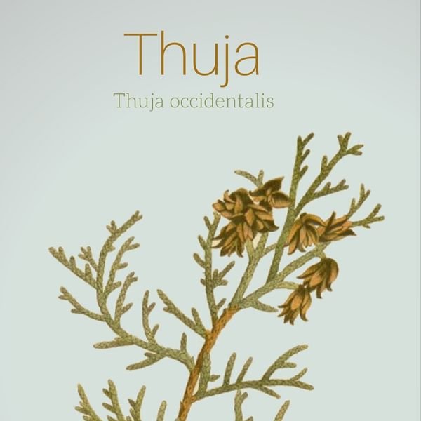 DSThuja Profile Picture