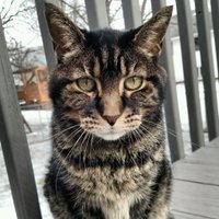 kitty 🥰 (@k1tt3nmeow) 's Twitter Profile