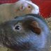 Bert and Ernie (@berternie_gpigs) Twitter profile photo Bert and Ernie (@berternie_gpigs) Twitter profile photo