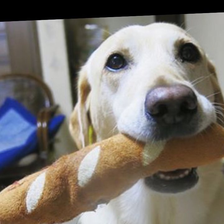 趣味 はマジック、食べ歩き 、犬好き 、スポーツ観戦、生演奏を聴く事が好きでライブハウスにちょくちょく行ってます。