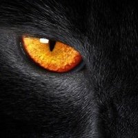 CFHS Prowler (@cfhsprowler) 's Twitter Profile