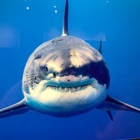 Brian Presley (@brianpresley72) 's Twitter Profile