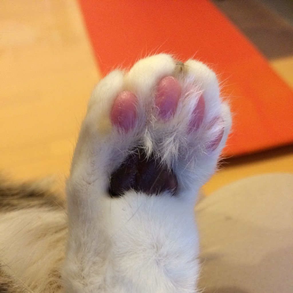 ruu_5315's profile picture. 見つけてくれてありがとうございます。無言フォローお許しください！ 子供達と旦那と暮らしています。攻撃的な言葉を言う人は苦手です。いいね、は、応援の代わりです。気持ちの呟きがほとんどです。双極一型。ラピッドサイクラー。アダルトチルドレン。複雑性PTSD。HSP。