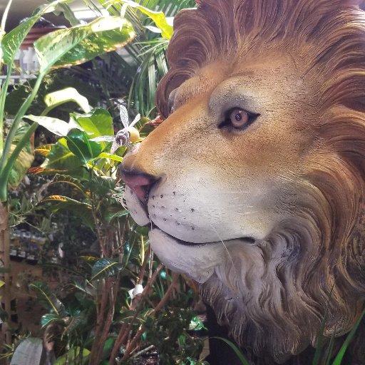 We are an indoor, outdoor garden store located at 10120 128th, St. Ct. E. 98373 253-460-4769 🦁🌴
Tuesday-Saturday 10am-6pm Sunday 12pm-6pm