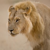 Vertebrate Genomes Project (VGP) (@genomeark) 's Twitter Profile