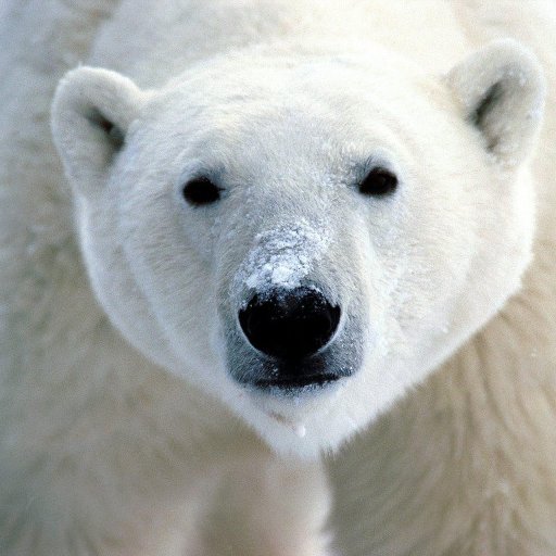 I love polar bears, dogs and cats. OK, actually all animals!  I DETEST Donald Trump and all the other Nazis who are determined to destroy this country. Resist!