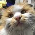 走曲线的猫🐱🐱🐱