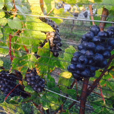 The Quarters Vineyard & Homestay. Our piece of Paradise. Organic pinot noir vineyard . Balancing careers, family and our labradoodle . Loving every second.