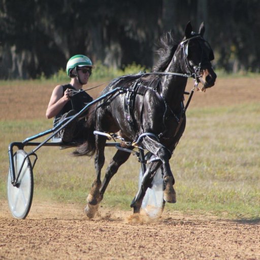 Michigan Man, Horse Enthusiast, Ford Fan, and Owner of Big Bad DT Racing Stable!