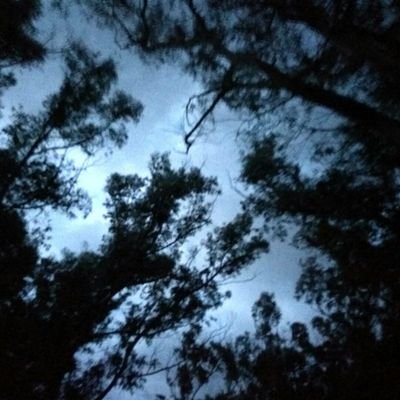 vencessintwiter's profile picture. 