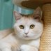 猫でもわかる政治学 (@birmingham_cat) Twitter profile photo 猫でもわかる政治学 (@birmingham_cat) Twitter profile photo