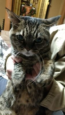 silentkenkenpar's profile picture. 2025年の抱負
・フットサルで高校生に走り勝つ
・ECS構築、冗長化
・心穏やかに生きる