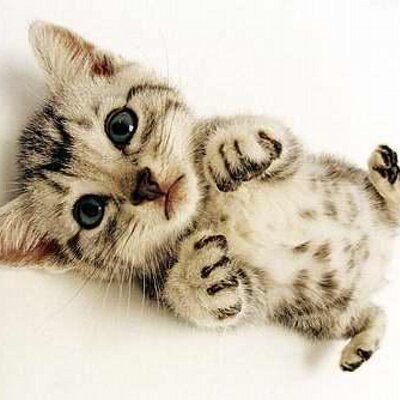Cat Lover Cat Lover Twitter
