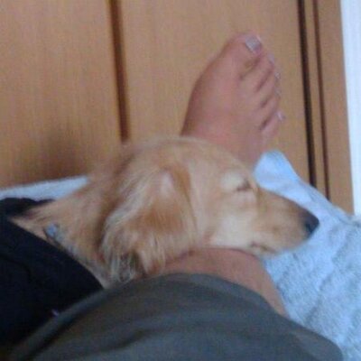 ごるご On Twitter Omakeだとペットの訓練 宝石売却で交渉育つし学習書持たせればそこを集中的に育てられるから低レベルな交渉持ちをじわじわ育成して一流商人に仕立て上げるのもありかな ネフィアを更地にする仕事になるけど Elona