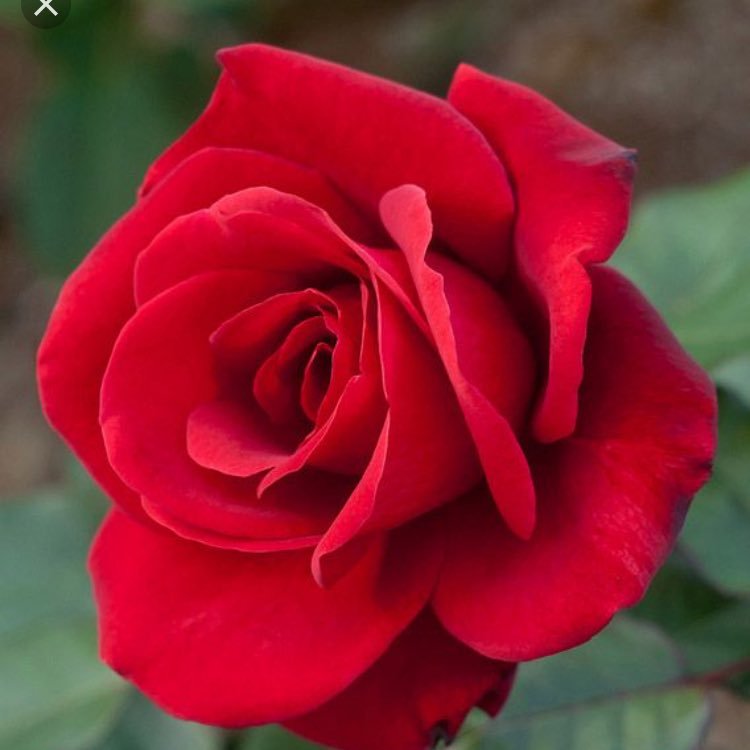 Luciebull2's profile picture. 