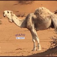 نايف (@rk50sp5fyyhdr31) 's Twitter Profile Photo