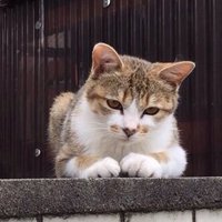 ね (@nekosato35) 's Twitter Profile