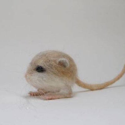 nanterking's profile picture. L’écureuil, c’est moi.