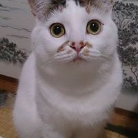 まぐまぐ (@maguronomamasan) 's Twitter Profile Photo まぐまぐ (@maguronomamasan) 's Twitter Profile Photo