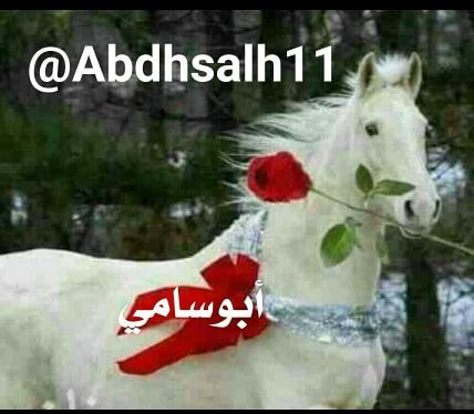 Abdhsalh11 Profile Picture